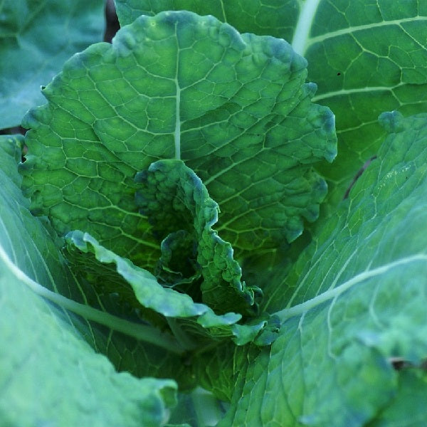 beurre de jalhay cabbage seeds @ Sow Diverse