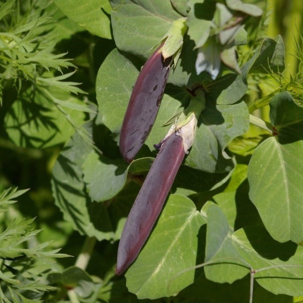 Blauwschokker Pea organic seeds @ sow Diverse