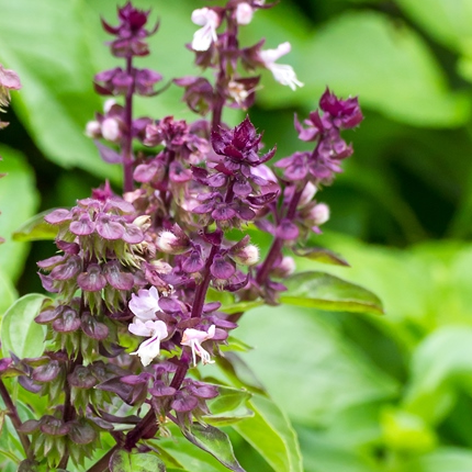 liquorice basil seeds @ sowdiverse.ie