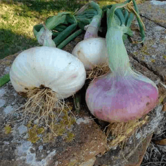 Campeny onion organic Sow Diverse