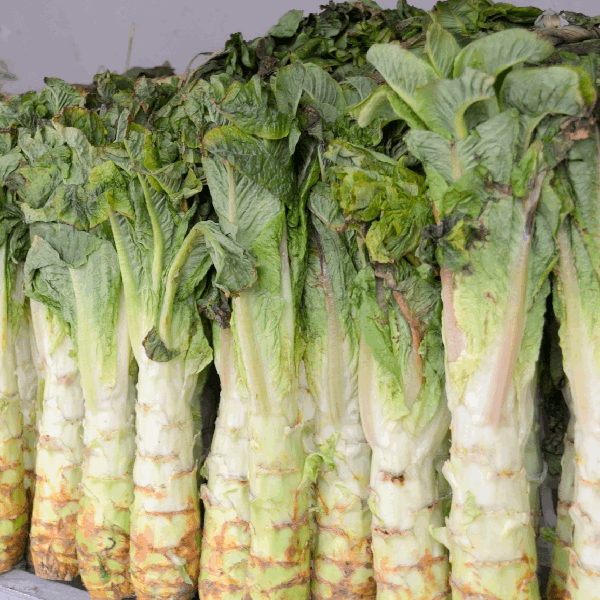 celtuce lettuce seeds organic @ sowdiverse.ie