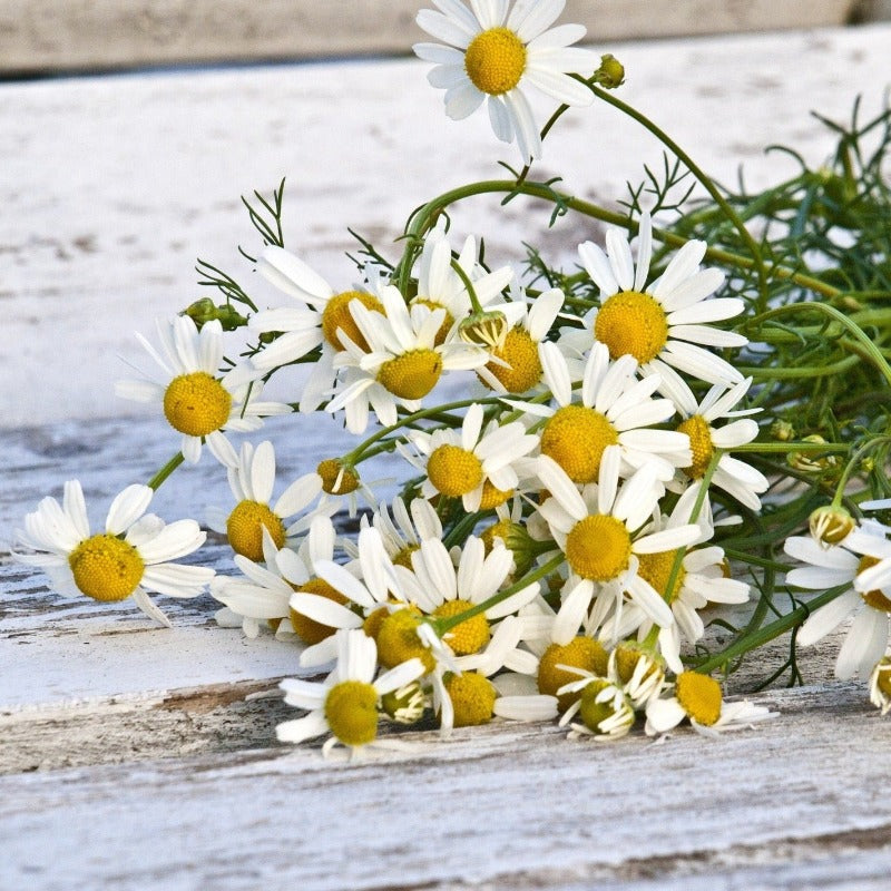 Chamomile organic Sow Diverse