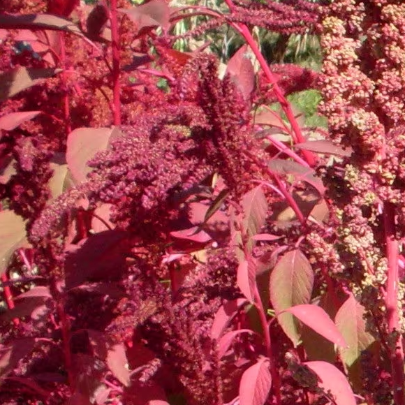 cherry vanilla quinoa seeds OSSI @ sowdiverse.ie