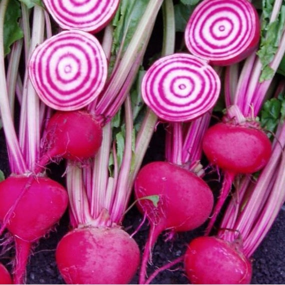 De Chioggia Beetroot organic Sow Diverse