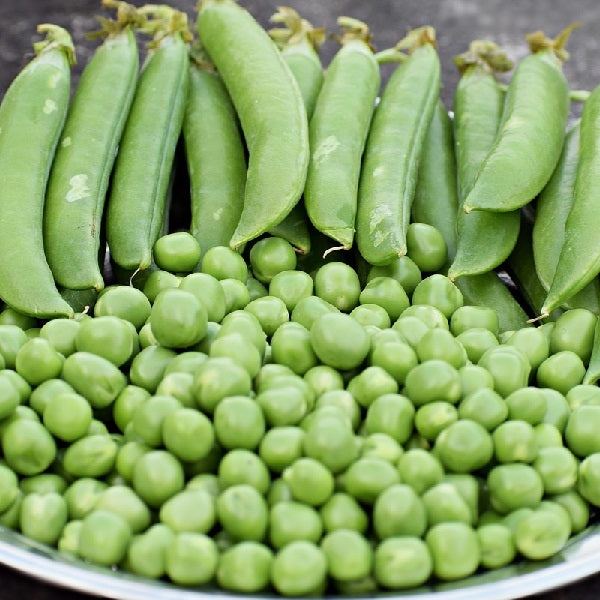 douce provence shelling pea seeds heirloom @ sowdiverse.ie