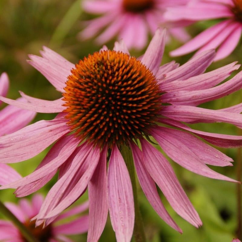 Echinacea organic Sow Diverse