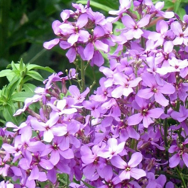 Hesperis matronalis seeds Dame's rocket seeds @ sowdiverse.ie