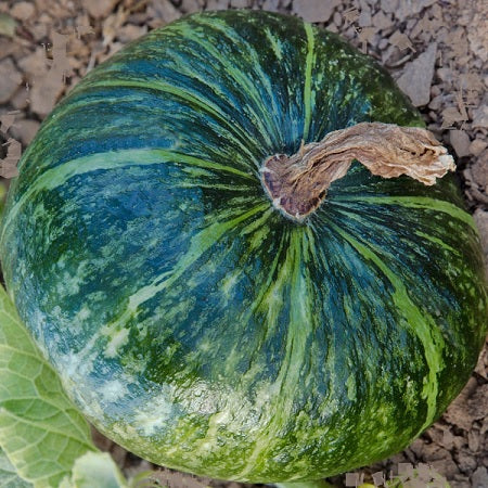 kabocha squash seeds heirloom @ sowdiverse.ie