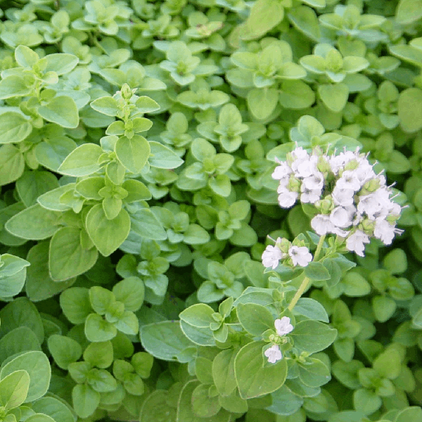 Marjoram Sow Diverse