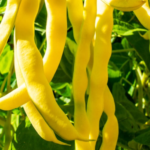 marvel of venice seeds Meraviglia di venezia @ sowdiverse.ie