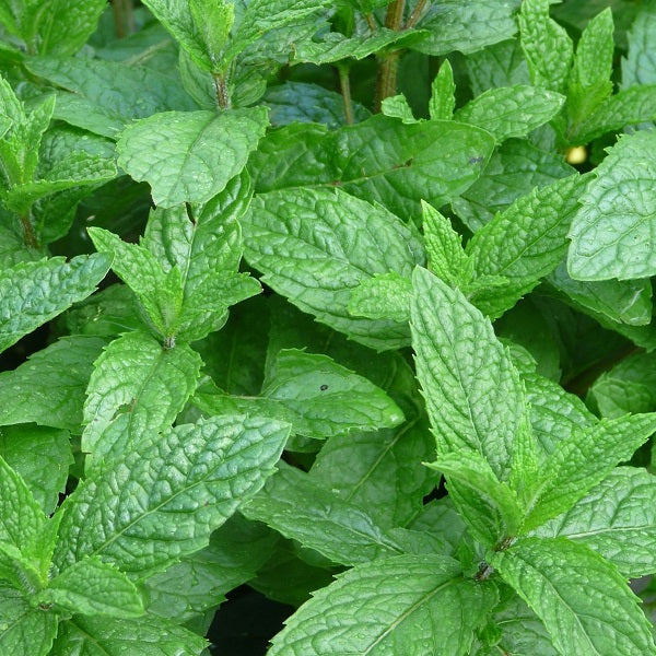 mint spearmint seeds menta spicata @ sowdiverse.ie