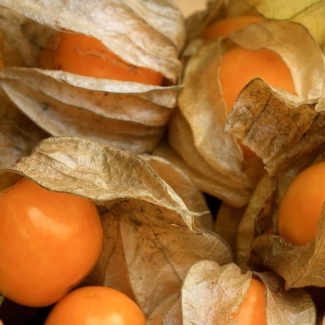Peruvian cape gooseberry seeds @ Sow Diverse