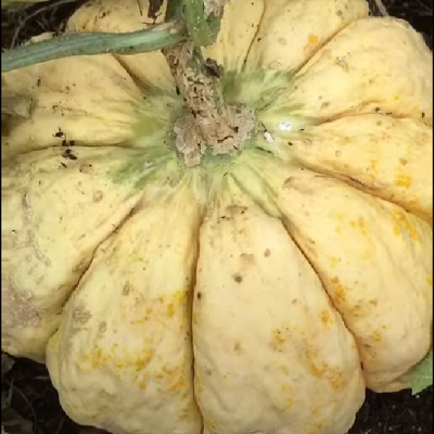 prescott fond blanc melon seeds @ sowdiverse.ie