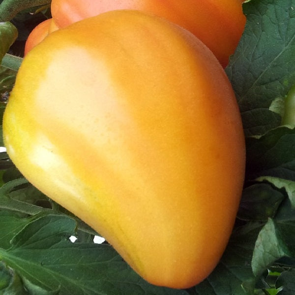 orange Russian 117 tomato heirloom seeds @sowdiverse.ie