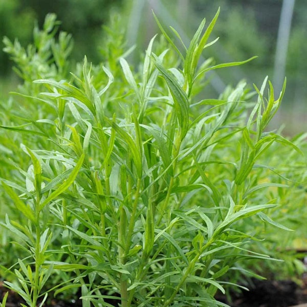 Tarragon Russian organic Sow Diverse