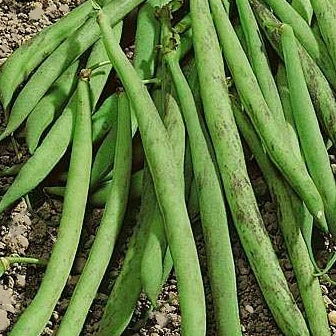 triomphe de farcy beans heirloom @ sowdiverse.ie