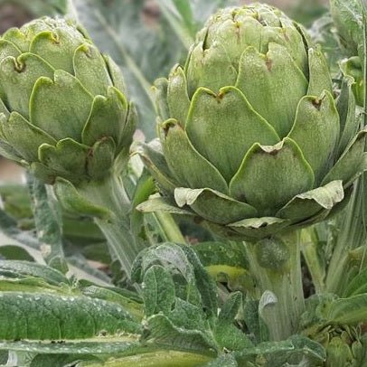 Green globe artichoke seeds @ sowdiverse.ie