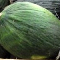 vert olive melon seeds @ sowdiverse.ie