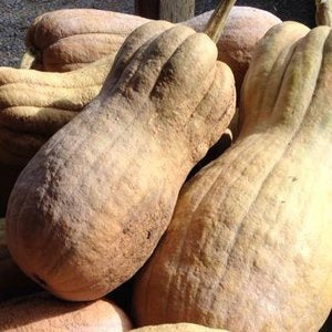 Violina Rugosa butternut squash heirloom seeds organic@sowdiverse.ie