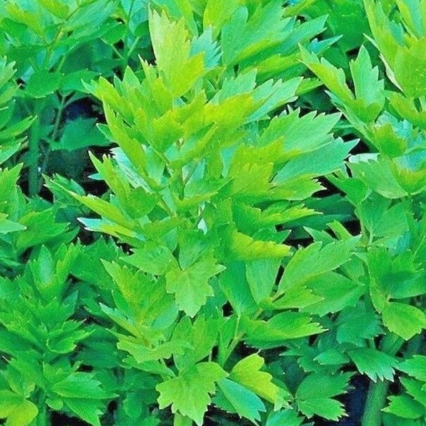 Lovage plant 