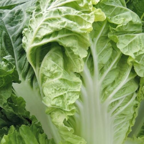 aichi cabbage recipe