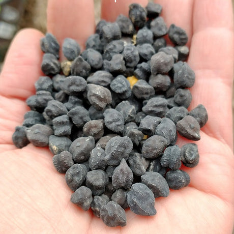 planning your garden for the year with seeds