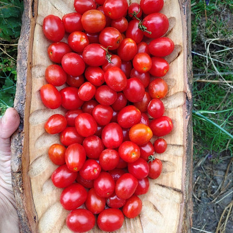 boulette de touraine tomato - how to grow tomato from seeds in Ireland