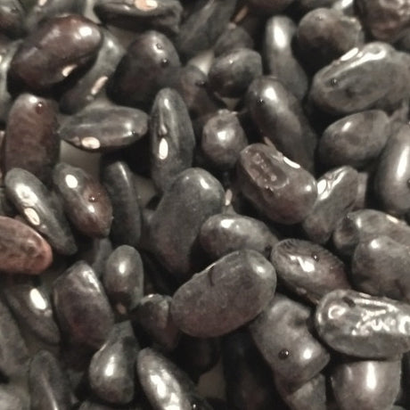 Beans seeds- seed-saving