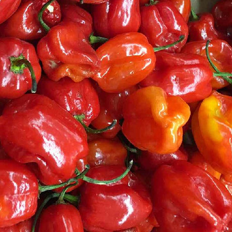 habanero chilli seeds in ireland