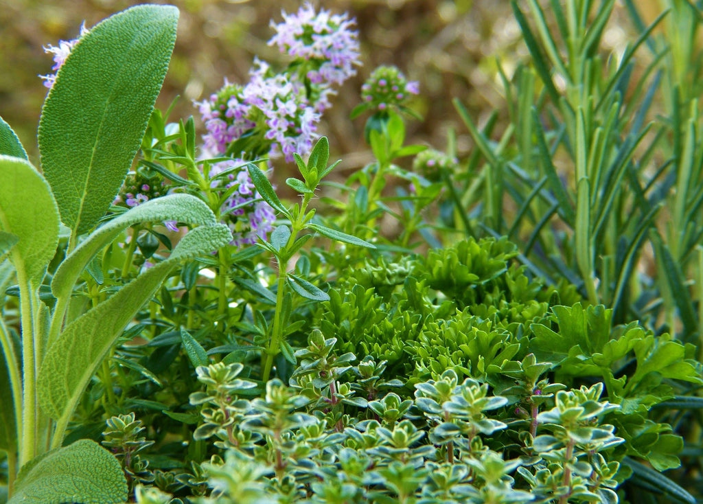 Growing and keeping an indoor herb garden in winter @ sowdiverse.ie