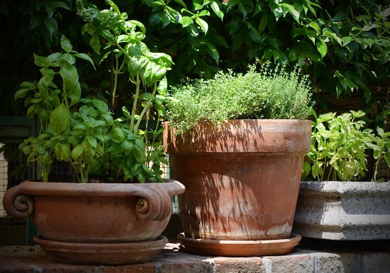 container gardening herbs pots outdoors what to grow in containers sowdiverse.ie