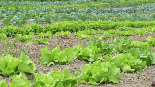 salad potager 