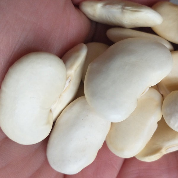 spanish beans seeds