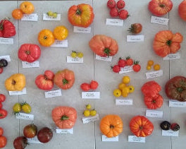 irish tomato seeds from the garden