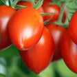 Amish Paste Tomato organic Sow Diverse