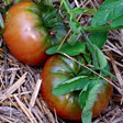 Black from Tula tomato organic seeds  Sow Diverse