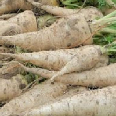 Blanche des Vosges Carrot organic seeds heirloom 