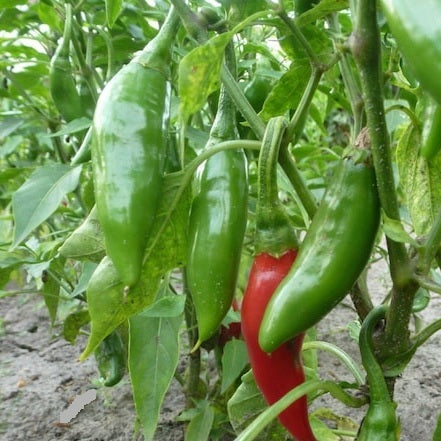 Bulgarian fish chili pepper seeds @ sowdiverse.ie