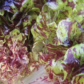 camo oakheart mix lettuce seeds from wild garden seeds  OSSI @ sowdiverse.ie