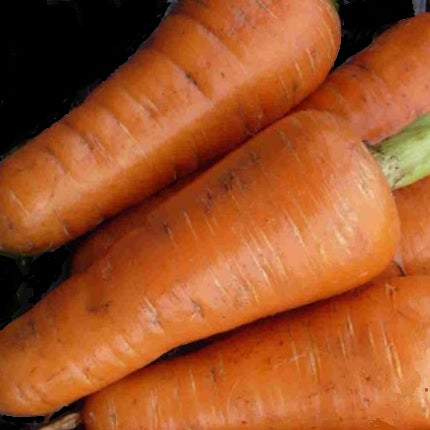 carrot demi-longue de luc organic seeds heirloom @ sowdiverse.ie