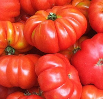 Costoluto Fiorentino Tomato organic seeds @ Sow Diverse