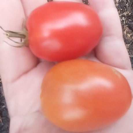 De Berao Red organic seeds @ sowdiverse.ie