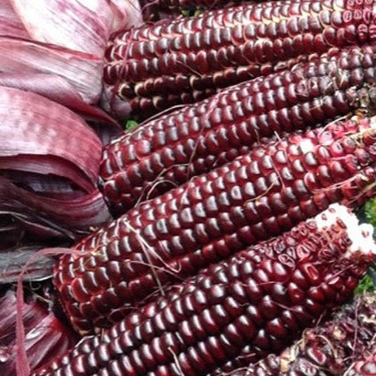 Martian Purple Sweet corn organic seeds @ Sow Diverse