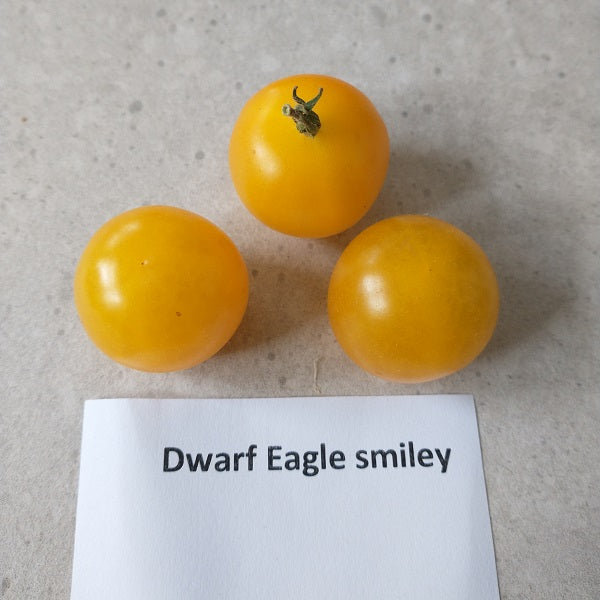 Dwarf tomato Eagle Smiley seeds @ sowdiverse.ie