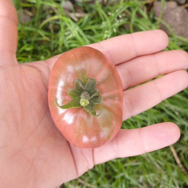 Dwarf Maura Cardinal tomato seeds dwarf tomato project @ sowdiverse.ie