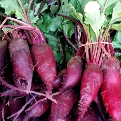 Formanova Cylindra Beet seeds  heirloom @Sow Diverse