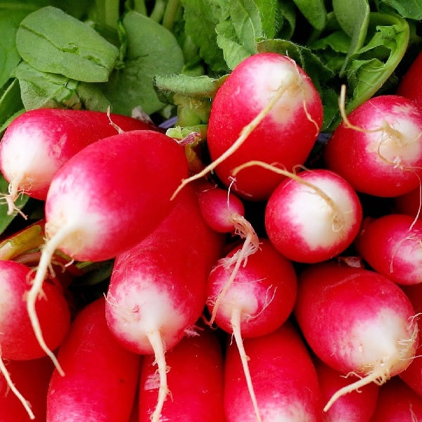 radish rouge flamboyant heirloom seeds organic @ sowdiverse.ie