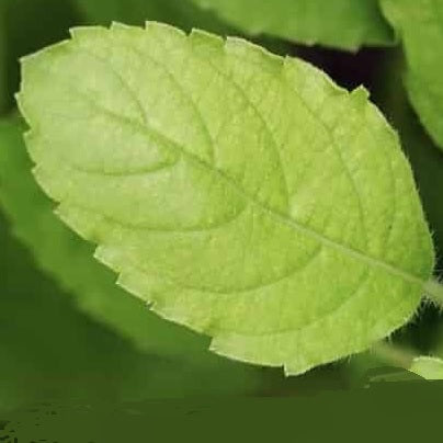 Green Leaf holy basil seeds occimum sanctum  sowdiverse.ie