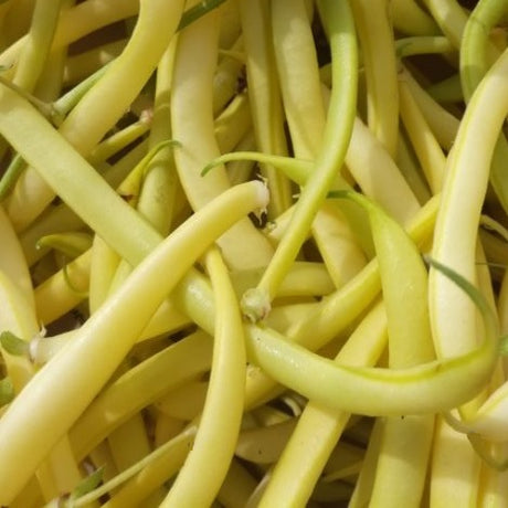 Beans Rocbrun seeds heritage heirloom @sowdiverse.ie