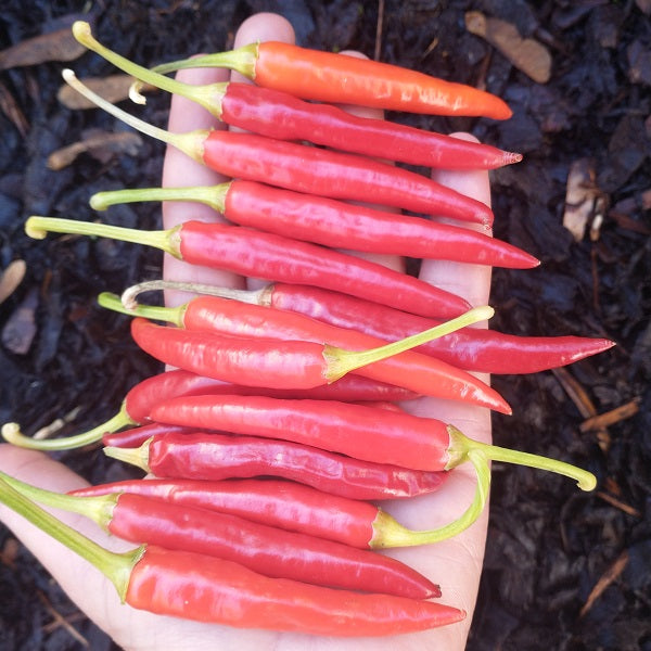 Haskorie pepper seeds heirloom pepper seeds @sowdiverse.ie